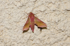 Deilephila porcellus