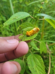 Cirrhophanus triangulifer