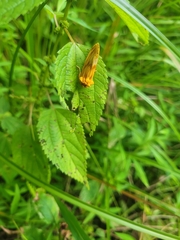 Cirrhophanus triangulifer