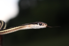 Thamnophis saurita septentrionalis