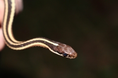 Thamnophis saurita septentrionalis