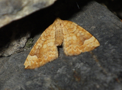 Eulithis populata