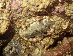 Sypharochiton pelliserpentis