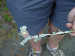 Monotropa uniflora
