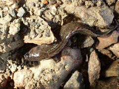 Acanthoclinus fuscus