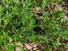 Gonocarpus elatus