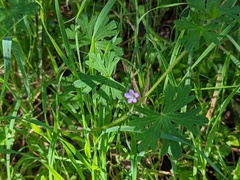 Geranium solanderi