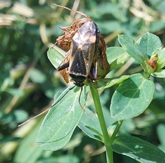 Adelphocoris