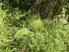 Agrostis gigantea