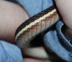 Thamnophis saurita septentrionalis