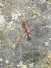 Oecophylla smaragdina