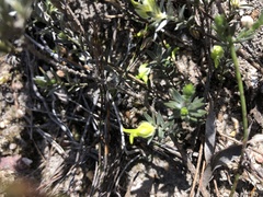 Amphithalea tomentosa