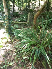 Carex pendula