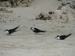 Onychoprion fuscatus