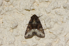 Oligia strigilis