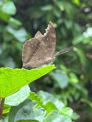 Junonia iphita