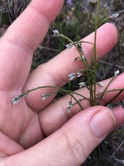 Amphithalea biovulata