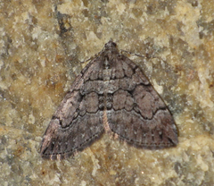 Thera cognata