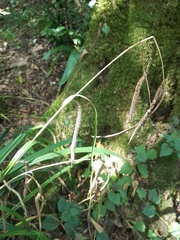 Carex pendula