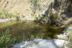 Hesperoleucus symmetricus