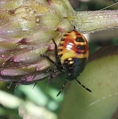 Carpocoris purpureipennis