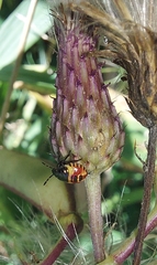 Carpocoris purpureipennis