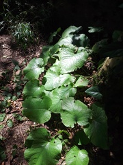 Trachystemon orientalis