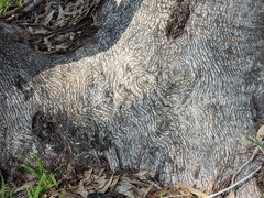 Eucalyptus microcarpa