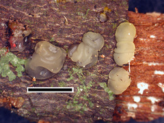 Dacrymyces novae-zelandiae