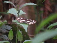 Neptis hylas