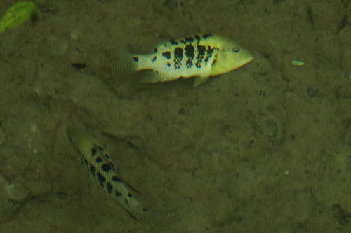 Mesoheros gephyrus
