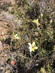 Babiana patula