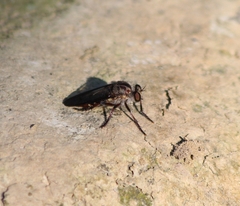 Heteropogon macerinus