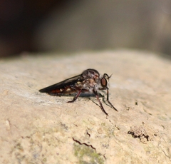 Heteropogon macerinus
