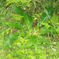 Cirsium heterophyllum