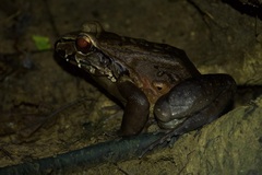 Red-Thighed Thin-Toed Frog photo 2