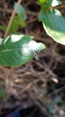 Navomorpha sulcata