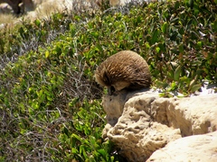 Tachyglossus aculeatus