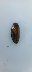 Unio elongatulus