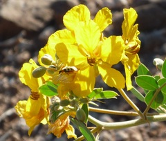 Paranapiacaba tricincta