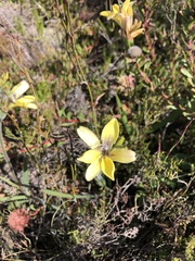Babiana patula