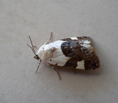 Acontia lucida