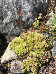 Saxifraga bryoides