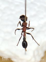 Tetraponera rufonigra