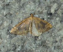 Eulithis populata