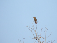 Myiarchus cinerascens