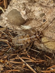 Gryllomorpha dalmatina