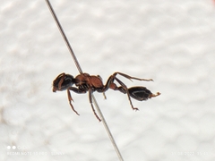 Tetraponera rufonigra