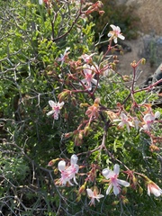 Pelargonium crithmifolium