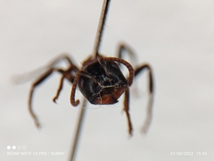 Tetraponera rufonigra